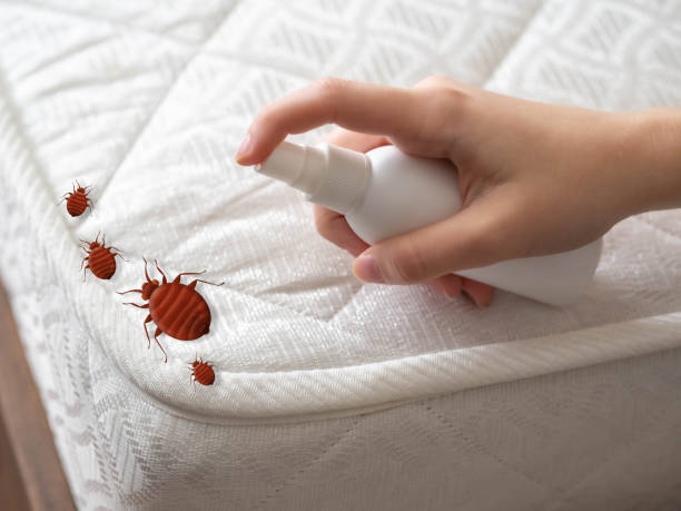 Wasp Removal Services in Rolling Hills, CA